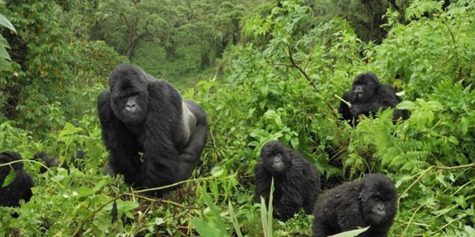 Bwindi Impenetrable National Park Uganda