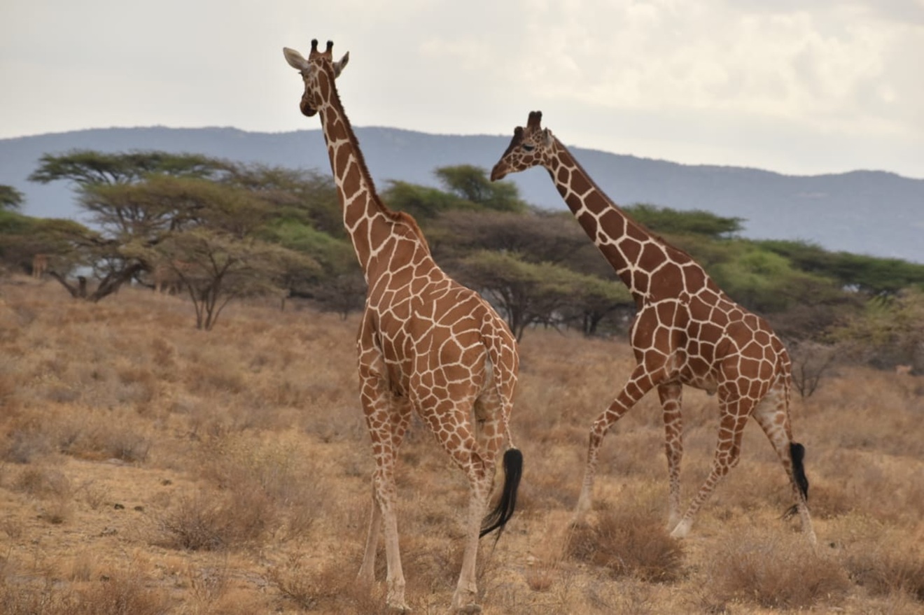 5 Days Kenya Safari Masai Mara lake Naivasha Amboseli