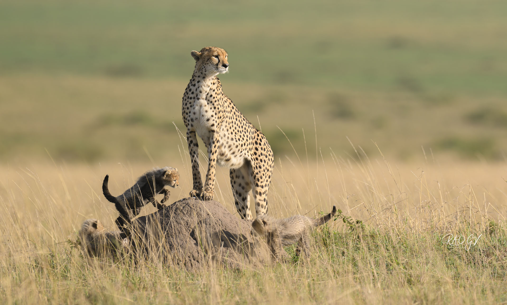 Low Season Safari offers!