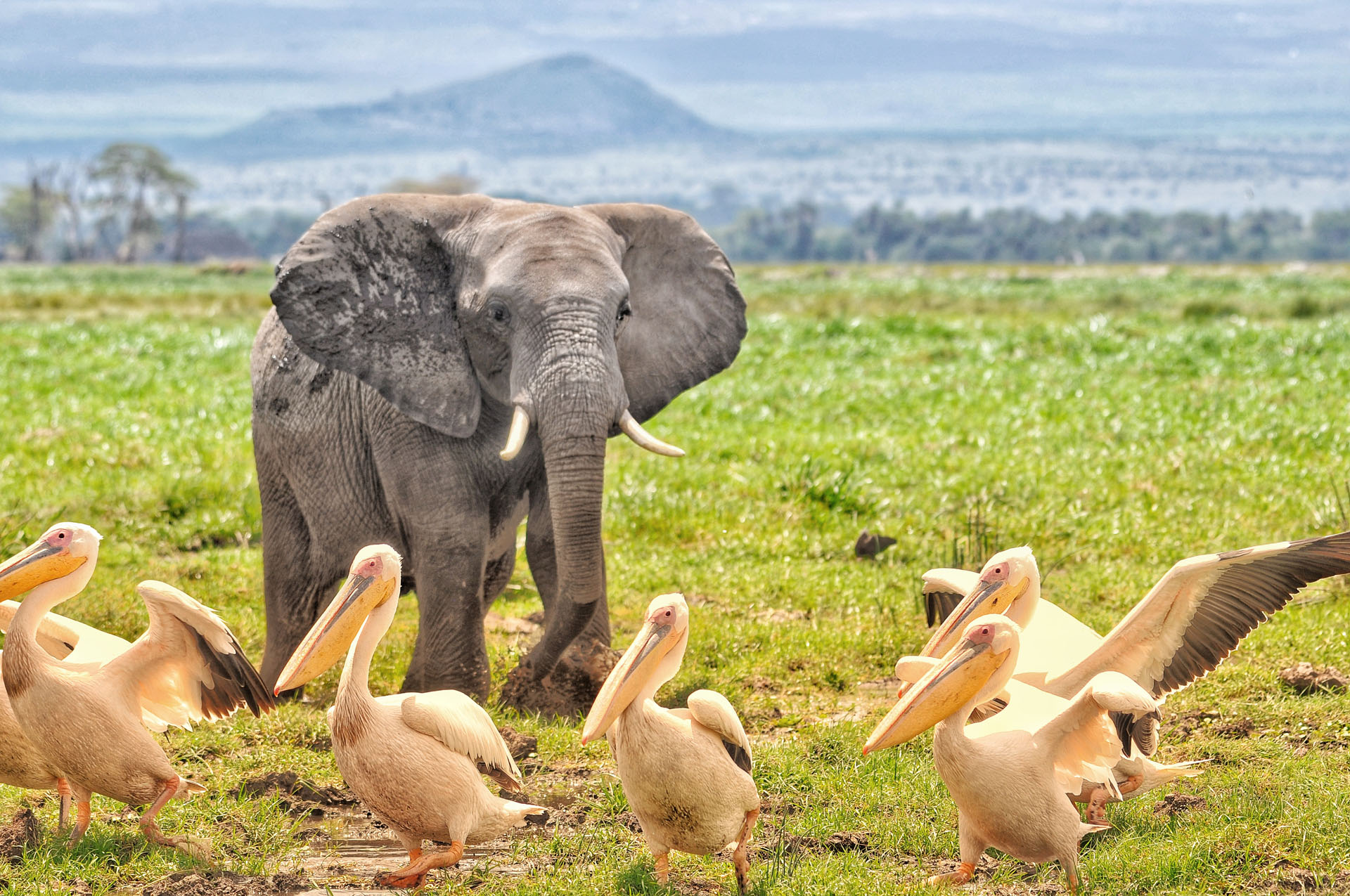 3 Days Amboseli Safari and Mount Kilimanjaro