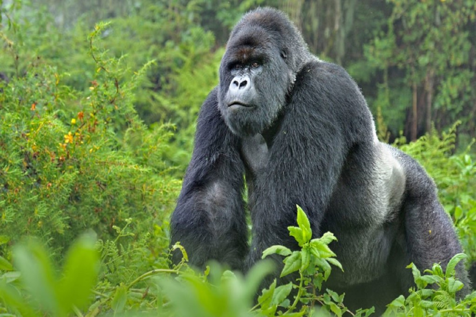 4 Days Gorilla Trekking Safari – Bwindi Impenetrable National Park
