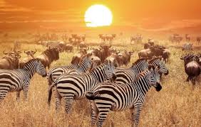 3 Days Masai Mara Group Joining Safari | Affordable Kenya Safari Packages